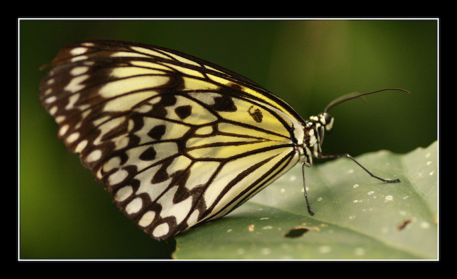 LT Papillon 09